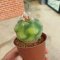 Lophophora Williamsii  Variegata 5-6 cm 12 years old seed ownroot flower seedling ロフォフォラ 烏羽玉　仔吹き サボテン