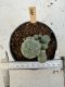 Lophophora Williamsii 5-6 cm 12 years old seed ownroot flower seedling ロフォフォラ　烏羽玉　仔吹き サボテン