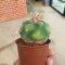 Lophophora Williamsii  Variegata 5-6 cm 12 years old seed ownroot flower seedling ロフォフォラ 烏羽玉　仔吹き サボテン