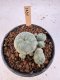 Lophophora Williamsii 5-6 cm 12 years old seed ownroot flower seedling ロフォフォラ　烏羽玉　仔吹き サボテン