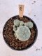 Lophophora Williamsii 5-6 cm 12 years old seed ownroot flower seedling ロフォフォラ　烏羽玉　仔吹き サボテン