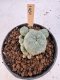 Lophophora Williamsii 5-6 cm 12 years old seed ownroot flower seedling ロフォフォラ　烏羽玉　仔吹き サボテン