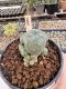 Lophophora Williamsii 5-6 cm 12 years old seed ownroot flower seedling ロフォフォラ　烏羽玉　仔吹き サボテン