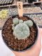 Lophophora Williamsii 5-6 cm 12 years old seed ownroot flower seedling ロフォフォラ　烏羽玉　仔吹き サボテン