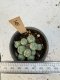 Lophophora Williamsii 5-6 cm 12 years old seed ownroot flower seedling ロフォフォラ　烏羽玉　仔吹き サボテン