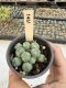 Lophophora Williamsii 5-6 cm 12 years old seed ownroot flower seedling ロフォフォラ　烏羽玉　仔吹き サボテン