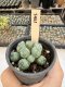 Lophophora Williamsii 5-6 cm 12 years old seed ownroot flower seedling ロフォフォラ　烏羽玉　仔吹き サボテン