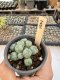 Lophophora Williamsii 5-6 cm 12 years old seed ownroot flower seedling ロフォフォラ　烏羽玉　仔吹き サボテン