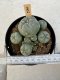 Lophophora Williamsii 5-6 cm 12 years old seed ownroot flower seedling ロフォフォラ　烏羽玉　仔吹き サボテン