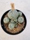 Lophophora Williamsii 5-6 cm 12 years old seed ownroot flower seedling ロフォフォラ　烏羽玉　仔吹き サボテン