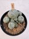 Lophophora Williamsii 5-6 cm 12 years old seed ownroot flower seedling ロフォフォラ　烏羽玉　仔吹き サボテン