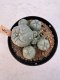 Lophophora Williamsii 5-6 cm 12 years old seed ownroot flower seedling ロフォフォラ　烏羽玉　仔吹き サボテン