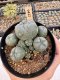 Lophophora Williamsii 5-6 cm 12 years old seed ownroot flower seedling ロフォフォラ　烏羽玉　仔吹き サボテン