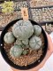 Lophophora Williamsii 5-6 cm 12 years old seed ownroot flower seedling ロフォフォラ　烏羽玉　仔吹き サボテン