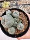 Lophophora Williamsii 5-6 cm 12 years old seed ownroot flower seedling ロフォフォラ　烏羽玉　仔吹き サボテン