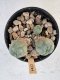 Lophophora Williamsii 5-6 cm 12 years old seed ownroot flower seedling ロフォフォラ　烏羽玉　仔吹き サボテン