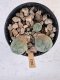 Lophophora Williamsii 5-6 cm 12 years old seed ownroot flower seedling ロフォフォラ　烏羽玉　仔吹き サボテン