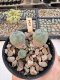 Lophophora Williamsii 5-6 cm 12 years old seed ownroot flower seedling ロフォフォラ　烏羽玉　仔吹き サボテン