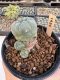 Lophophora Williamsii 5-6 cm 12 years old seed ownroot flower seedling ロフォフォラ　烏羽玉　仔吹き サボテン