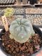 Lophophora Williamsii 5-6 cm 12 years old seed ownroot flower seedling ロフォフォラ　烏羽玉　仔吹き サボテン