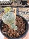 Lophophora Williamsii 5-6 cm 12 years old seed ownroot flower seedling ロフォフォラ　烏羽玉　仔吹き サボテン