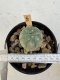 Lophophora Williamsii 5-6 cm 12 years old seed ownroot flower seedling ロフォフォラ　烏羽玉　仔吹き サボテン