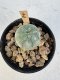 Lophophora Williamsii 5-6 cm 12 years old seed ownroot flower seedling ロフォフォラ　烏羽玉　仔吹き サボテン