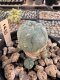 Lophophora Williamsii 5-6 cm 12 years old seed ownroot flower seedling ロフォフォラ　烏羽玉　仔吹き サボテン