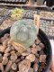 Lophophora Williamsii 5-6 cm 12 years old seed ownroot flower seedling ロフォフォラ　烏羽玉　仔吹き サボテン