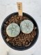 Lophophora Williamsii 5-6 cm 12 years old seed ownroot flower seedling ロフォフォラ　烏羽玉　仔吹き サボテン