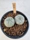 Lophophora Williamsii 5-6 cm 12 years old seed ownroot flower seedling ロフォフォラ　烏羽玉　仔吹き サボテン