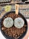 Lophophora Williamsii 5-6 cm 12 years old seed ownroot flower seedling ロフォフォラ　烏羽玉　仔吹き サボテン