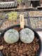 Lophophora Williamsii 5-6 cm 12 years old seed ownroot flower seedling ロフォフォラ　烏羽玉　仔吹き サボテン