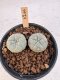 Lophophora Williamsii 5-6 cm 12 years old seed ownroot flower seedling ロフォフォラ　烏羽玉　仔吹き サボテン