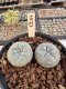 Lophophora Williamsii 5-6 cm 12 years old seed ownroot flower seedling ロフォフォラ　烏羽玉　仔吹き サボテン