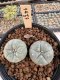 Lophophora Williamsii 5-6 cm 12 years old seed ownroot flower seedling ロフォフォラ　烏羽玉　仔吹き サボテン