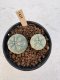 Lophophora Williamsii 5-6 cm 12 years old seed ownroot flower seedling ロフォフォラ　烏羽玉　仔吹き サボテン