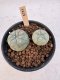 Lophophora Williamsii 5-6 cm 12 years old seed ownroot flower seedling ロフォフォラ　烏羽玉　仔吹き サボテン