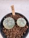 Lophophora Williamsii 5-6 cm 12 years old seed ownroot flower seedling ロフォフォラ　烏羽玉　仔吹き サボテン