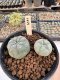 Lophophora Williamsii 5-6 cm 12 years old seed ownroot flower seedling ロフォフォラ　烏羽玉　仔吹き サボテン