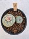 Lophophora Williamsii 5-6 cm 12 years old seed ownroot flower seedling ロフォフォラ　烏羽玉　仔吹き サボテン