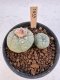 Lophophora Williamsii 5-6 cm 12 years old seed ownroot flower seedling ロフォフォラ　烏羽玉　仔吹き サボテン