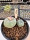 Lophophora Williamsii 5-6 cm 12 years old seed ownroot flower seedling ロフォフォラ　烏羽玉　仔吹き サボテン