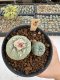 Lophophora Williamsii 5-6 cm 12 years old seed ownroot flower seedling ロフォフォラ　烏羽玉　仔吹き サボテン