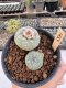 Lophophora Williamsii 5-6 cm 12 years old seed ownroot flower seedling ロフォフォラ　烏羽玉　仔吹き サボテン