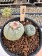 Lophophora Williamsii 5-6 cm 12 years old seed ownroot flower seedling ロフォフォラ　烏羽玉　仔吹き サボテン