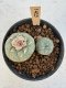 Lophophora Williamsii 5-6 cm 12 years old seed ownroot flower seedling ロフォフォラ　烏羽玉　仔吹き サボテン