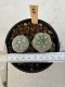 Lophophora Williamsii 5-6 cm 12 years old seed ownroot flower seedling ロフォフォラ　烏羽玉　仔吹き サボテン