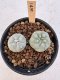 Lophophora Williamsii 5-6 cm 12 years old seed ownroot flower seedling ロフォフォラ　烏羽玉　仔吹き サボテン