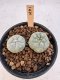 Lophophora Williamsii 5-6 cm 12 years old seed ownroot flower seedling ロフォフォラ　烏羽玉　仔吹き サボテン